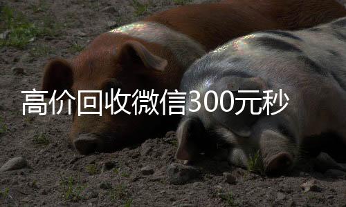 高价回收微信300元秒结(高价回收vx300元秒结)